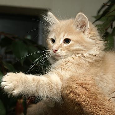 Sibirische Katzen Floris von der Gronau